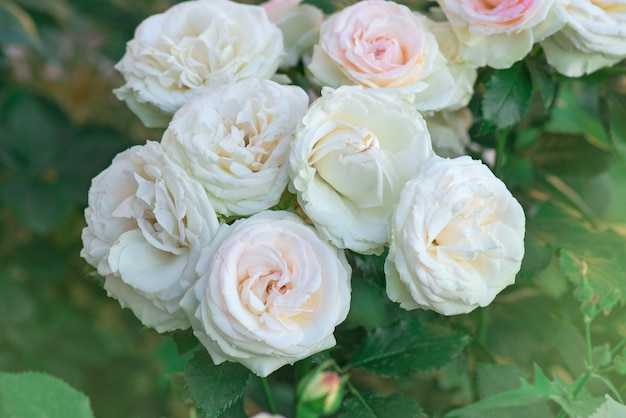 Bella rosa bianca in un giardino Giardino con rose bianche fresche Bellissimi fiori bianchi