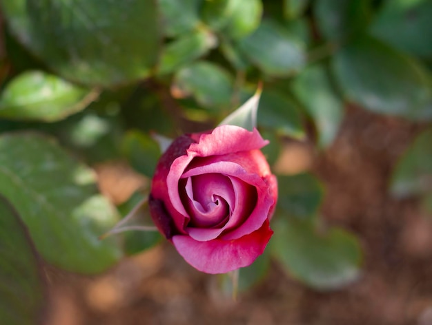 Bella rosa bocciolo di rosa con gocce di rugiada in una calda giornata di sole in Grecia