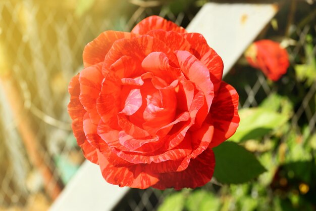 Bella rosa brillante nel giardino