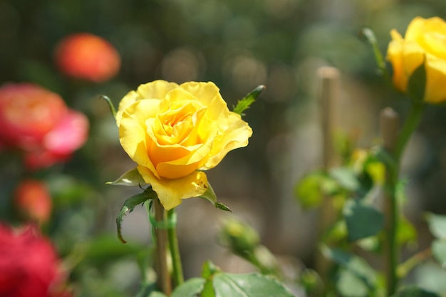 Bella rosa che fiorisce al sole