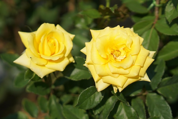 Bella rosa che fiorisce al sole