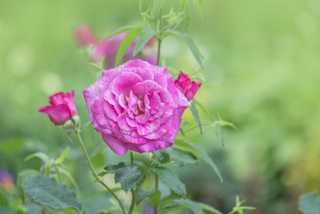 Bella rosa color porpora Rose di lavanda viola nel giardino