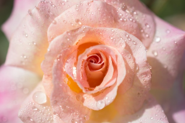 Bella rosa colorata con gocce d'acqua su di esso