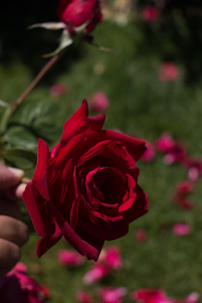 Bella rosa colorata in vista ravvicinata