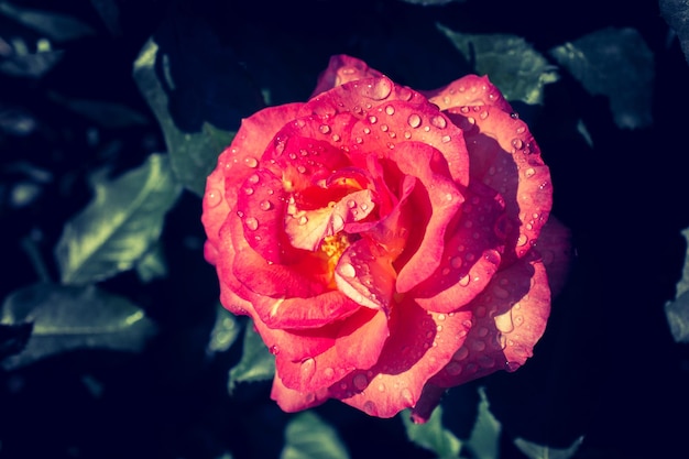 Bella rosa con gocce d'acqua