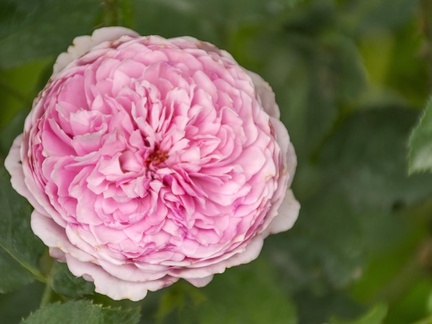 Bella rosa da giardino lussureggiante Cespuglio di rose profumato Bellissimo sfondo Fiore da giardino