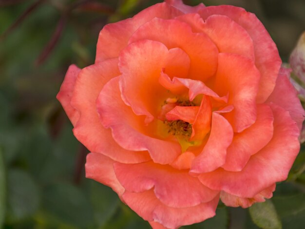 Bella rosa da giardino lussureggiante Cespuglio di rose profumato Bellissimo sfondo Fiore da giardino