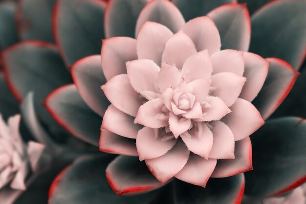 Bella rosa echeveria (cactus) close-up macro soft focus primavera all'aperto su uno sfondo sfocato morbido. Immagine artistica delicata morbida romantica.