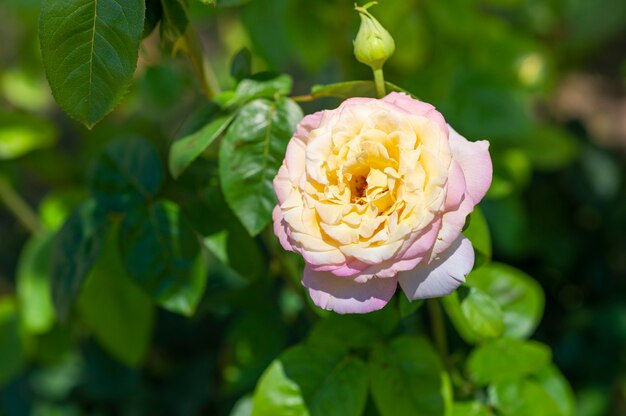 Bella rosa esotica in fiore