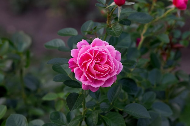 Bella rosa fiore rosa octavia collina primo piano