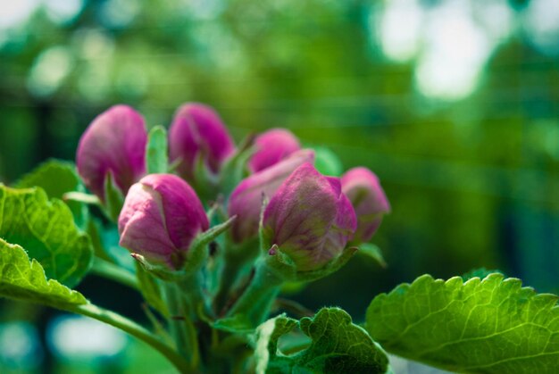 Bella rosa fiori di mela primavera sfondo