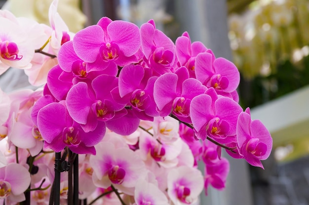 Bella rosa fiori di orchidea in macro