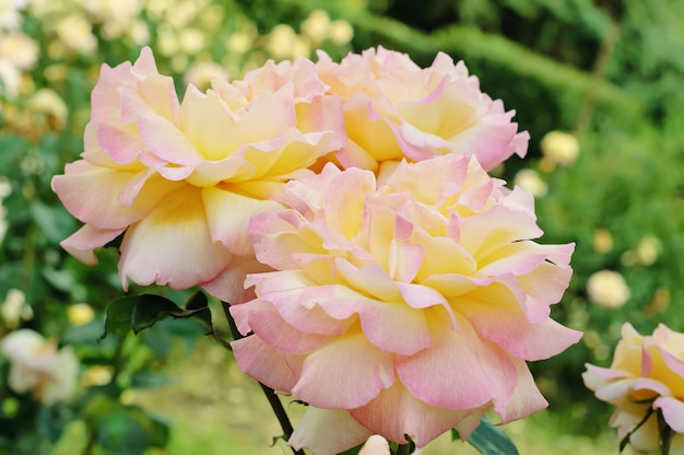 Bella rosa gialla che cresce nel giardino