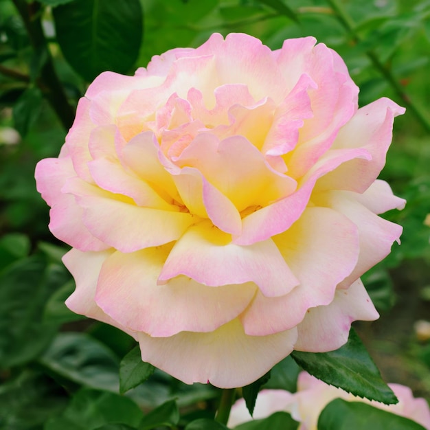 Bella rosa gialla che cresce nel giardino