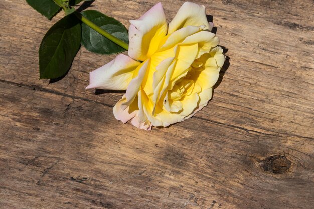 Bella rosa gialla su fondo di legno rustico