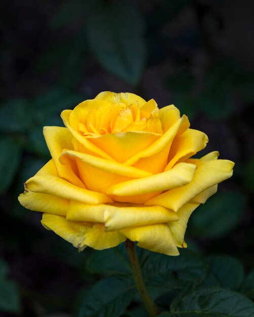 Bella rosa gialla su uno sfondo di vegetazione estiva Fiori perenni di floricoltura