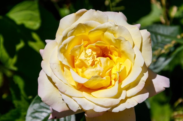 Bella rosa gialla sull'aiuola in giardino