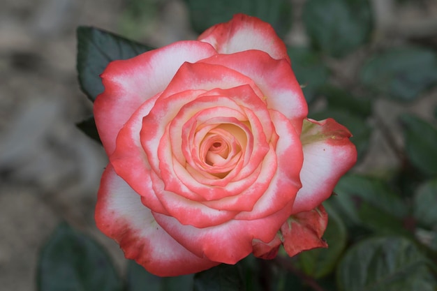 bella rosa in campo