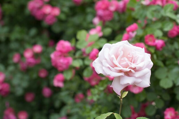 bella rosa in campo