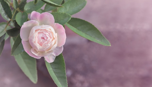 Bella rosa in giardino