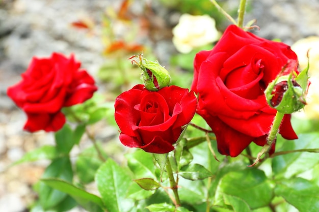 Bella rosa in giardino