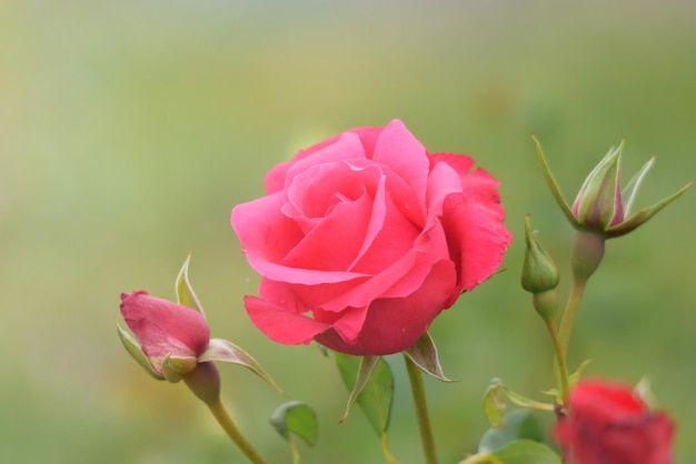 Bella rosa in giardino