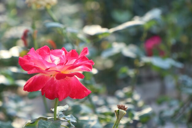 Bella rosa in tropicale