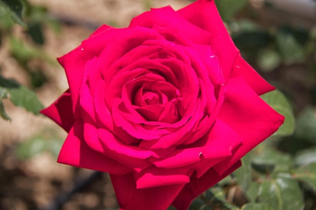 Bella rosa in un giardino