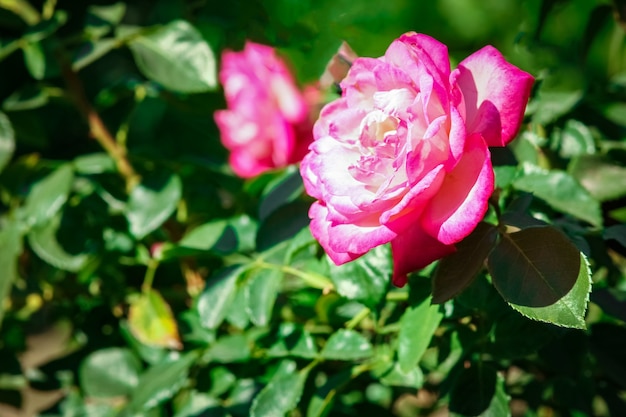 Bella rosa in un parco sullo sfondo della natura