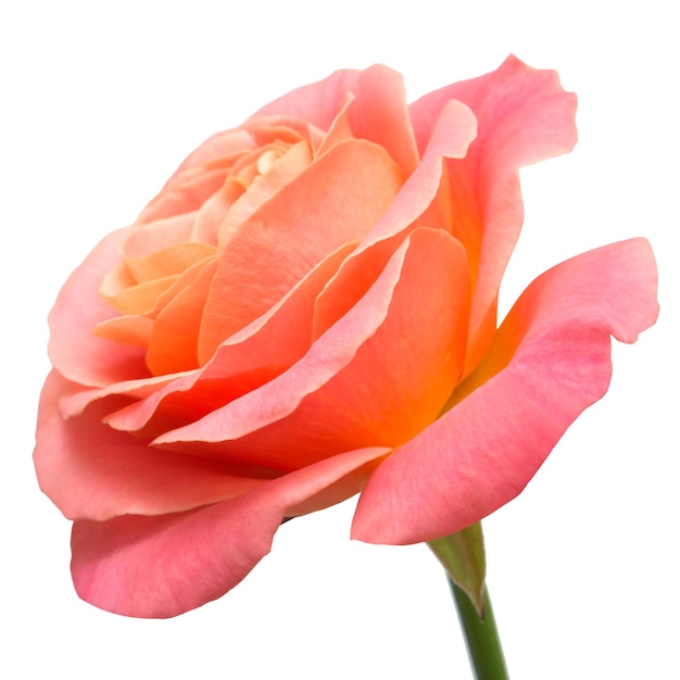 Bella rosa isolata su sfondo bianco