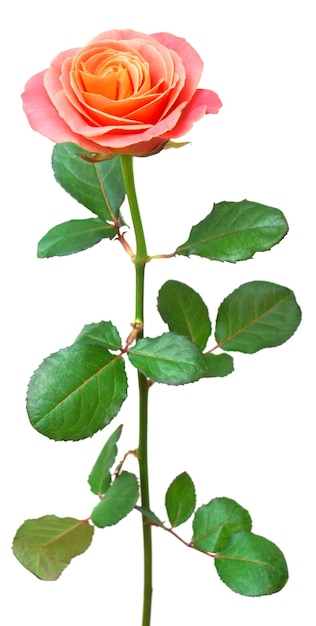 Bella rosa isolata su sfondo bianco