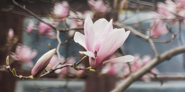 Bella rosa Magnolia Soulangeana primo piano fiorisce nel giardino