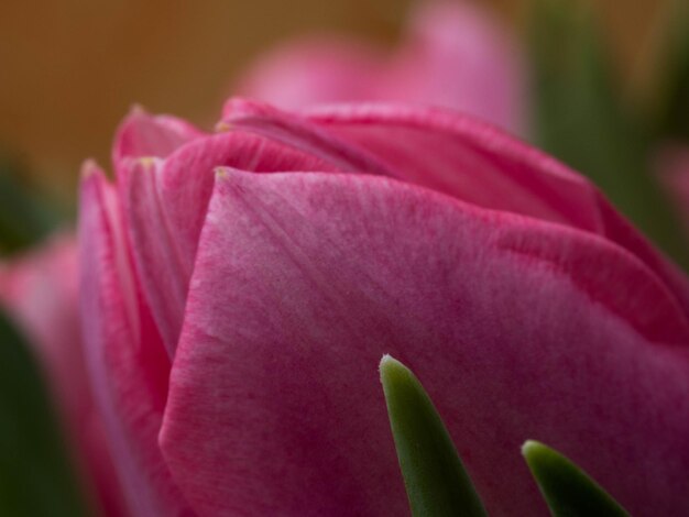 Bella rosa offuscata tulipani closeup macro shot tempo di primavera concetto