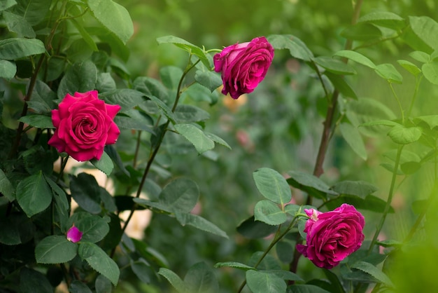 Bella rosa porpora Grandi rose porpora nel giardino