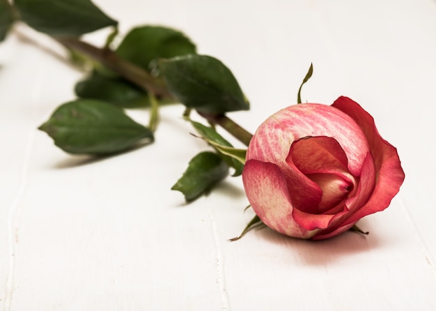 Bella rosa rosa con foglie, su un bianco