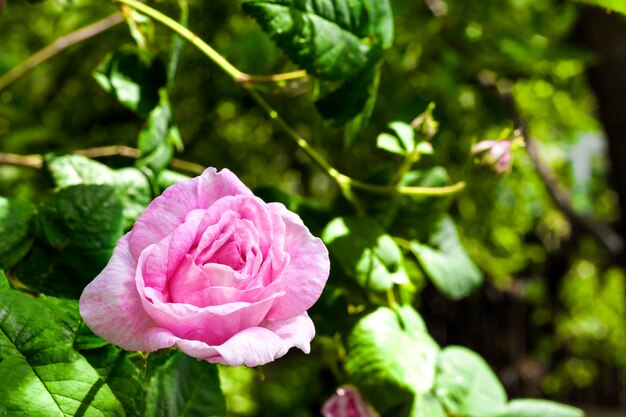 Bella rosa rosa con foglie