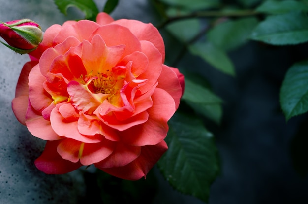 Bella rosa rosa contro sfocato. Fiore fresco di estate che sboccia nel giardino.