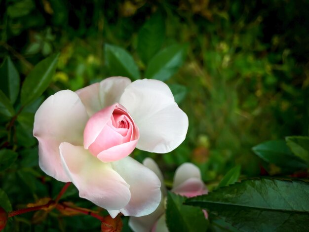 Bella rosa rosa in giardino su uno sfondo scuro Perfetto per lo sfondo di un biglietto di auguri