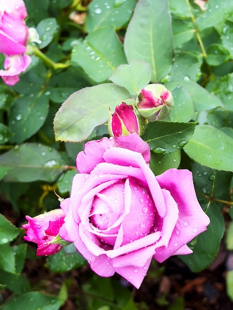 Bella rosa rosa in un giardino estivo dopo la pioggia