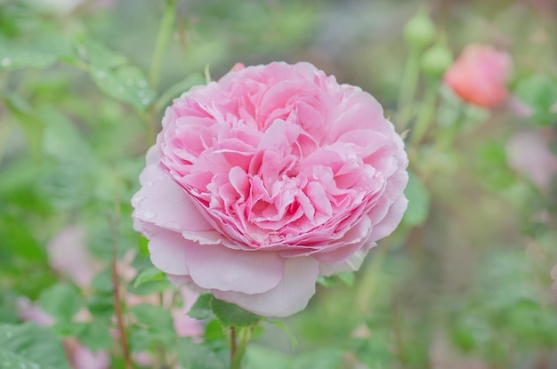 Bella rosa rosa in un giardino Fiori rosa rosa Cespuglio di belle rose rosa