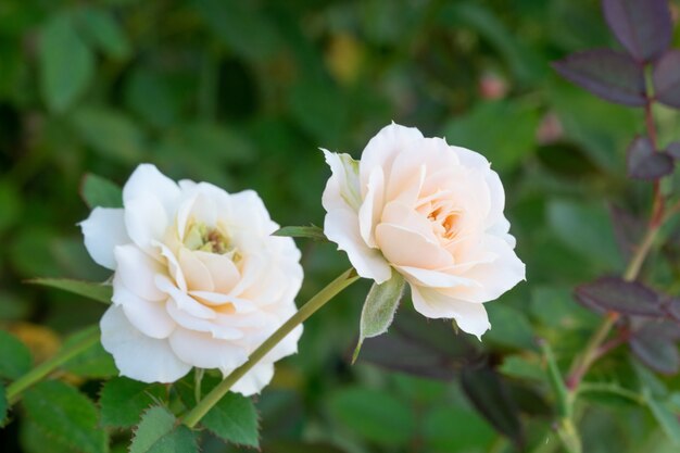 Bella rosa rosa in un giardino