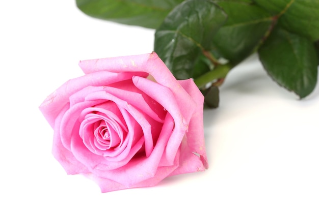 Bella rosa rosa isolata su bianco