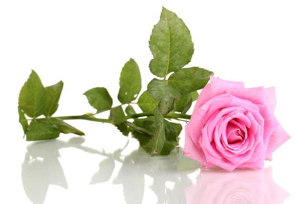 Bella rosa rosa isolata su bianco