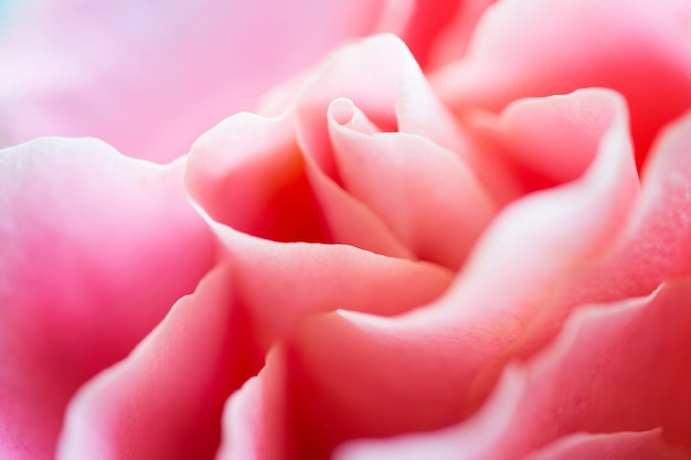 Bella rosa rosa macro vista frontale fuoco selettivo