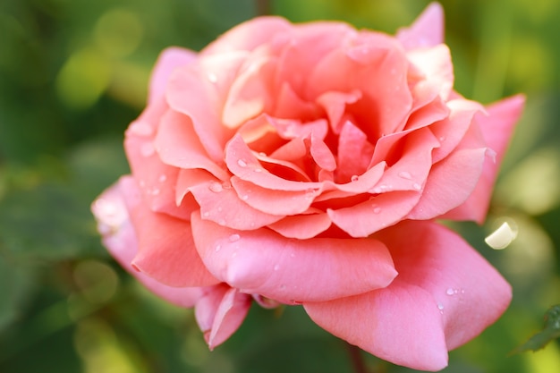 Bella rosa rosa pallido in primo piano giardino