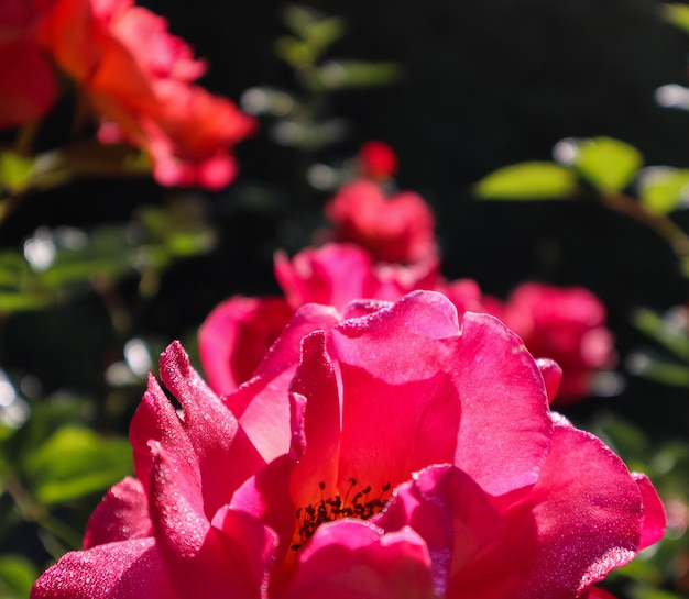 Bella rosa rossa con gocce di rugiada in giardino in una giornata di sole sfondo perfetto di biglietti di auguri