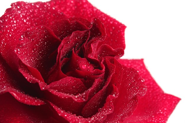 Bella rosa rossa con gocce isolate su bianco