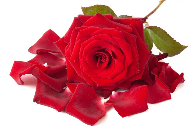 Bella rosa rossa con petali, primo piano