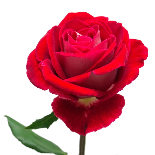 Bella rosa rossa del fiore isolata su fondo bianco. Carta di matrimonio. Saluto. Estate. Primavera. Disposizione piana, vista dall'alto. Amare. San Valentino