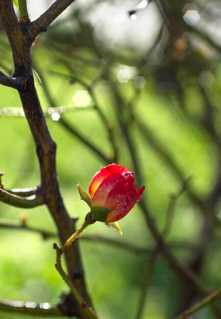 Bella rosa rossa fiore e bokeh in una calda giornata di sole